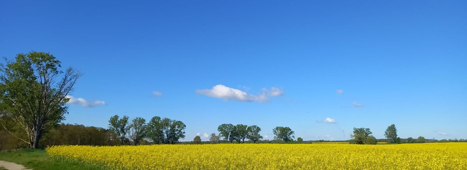 Landschaft mit Rapsfeld | zur Startseite